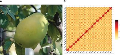 A chromosome-level genome assembly of Chinese quince (Pseudocydonia sinensis)